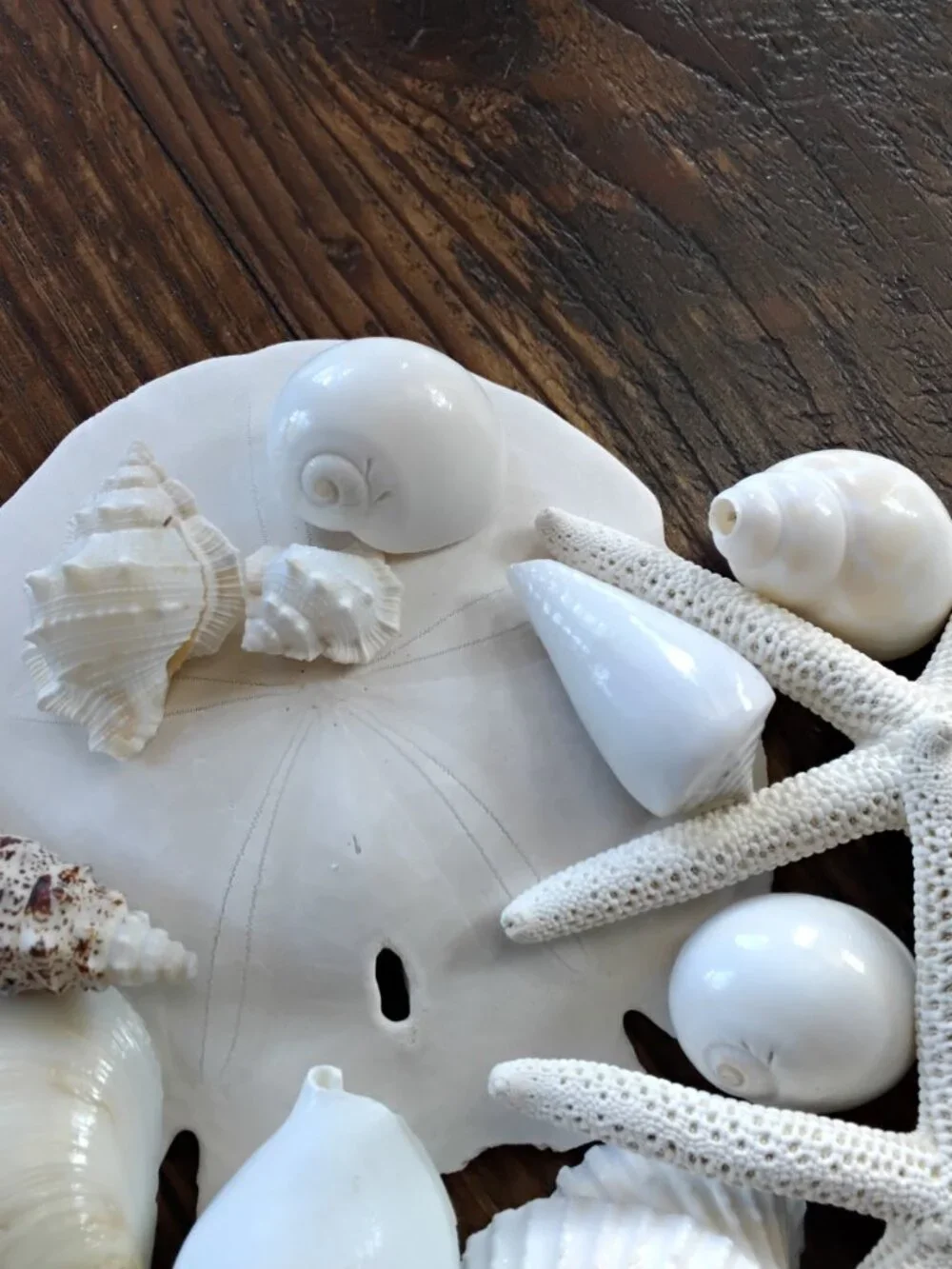 Lot of 38 Assorted Seashells of Various Specimens & Sizes. Beach Coastal Decor